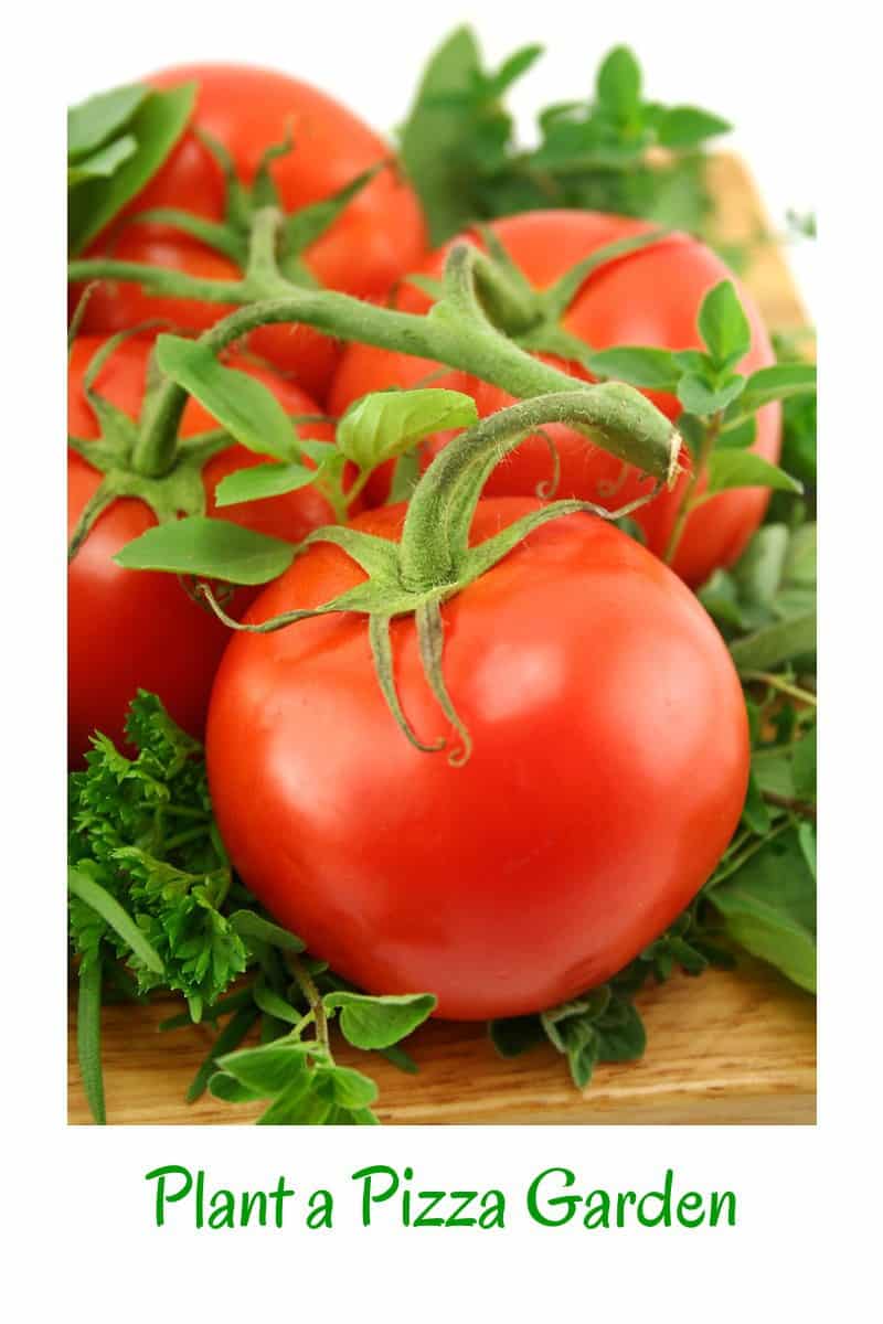 Planting a Pizza Garden! Midlife Healthy Living