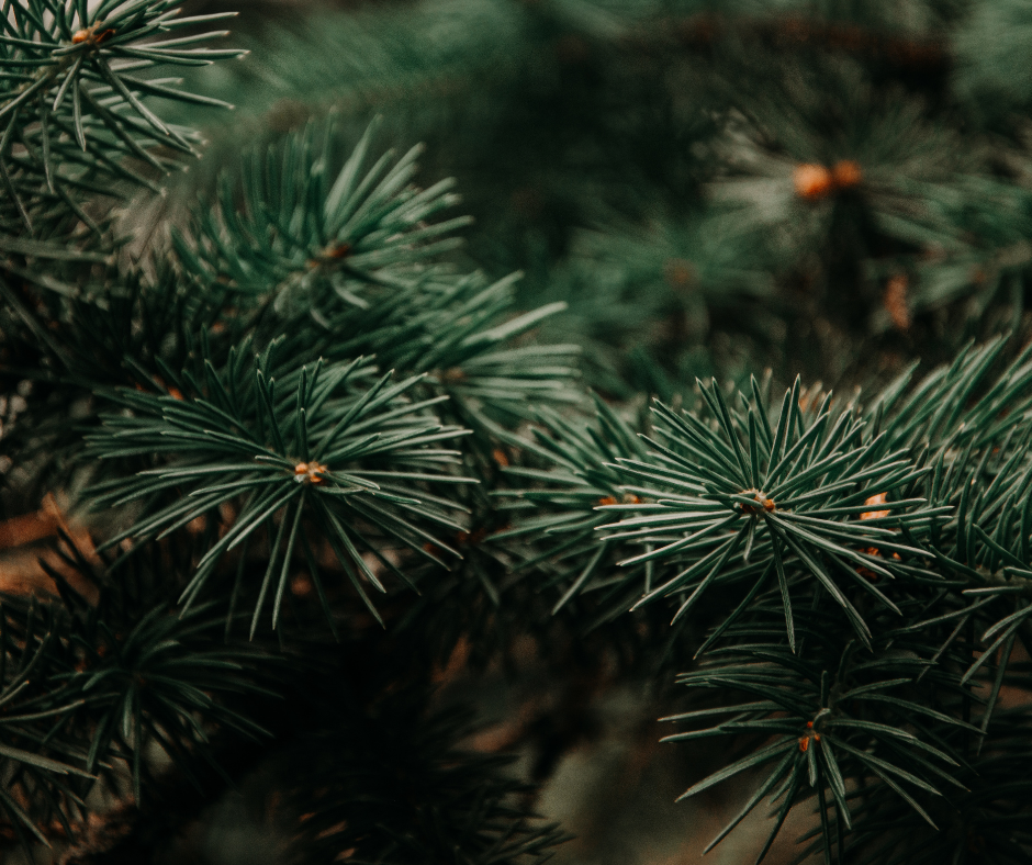 close up of an evergreen tree