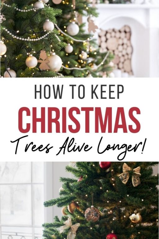 How to Keep a Real Christmas Tree Alive Longer!