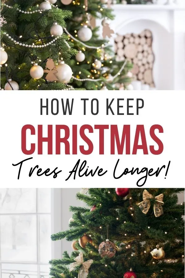 pin showing images of a real Christmas tree with title across the middle