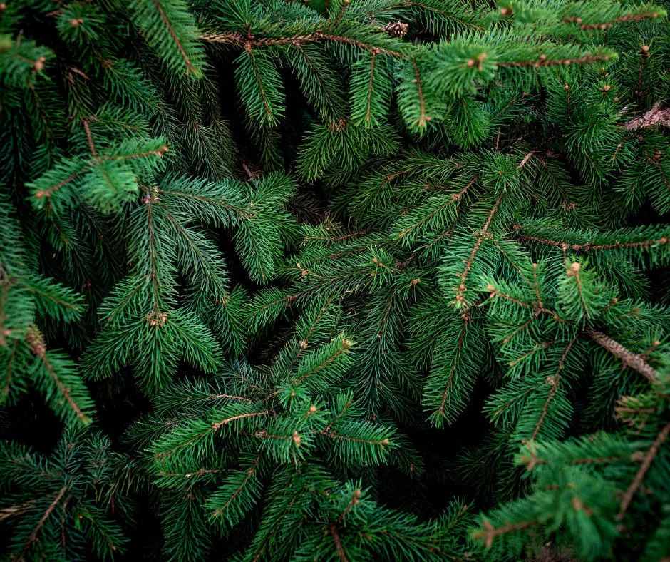 another close up of an evergreen tree