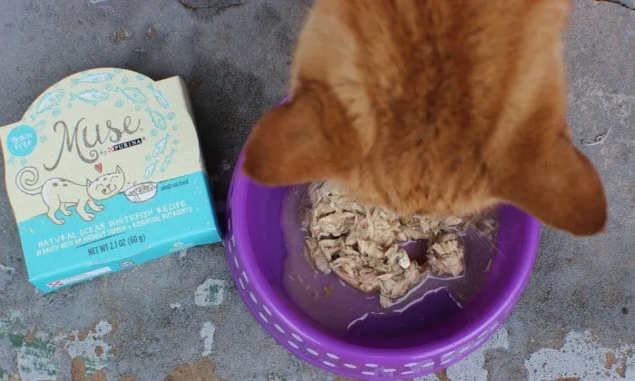 Purina Muse Cat Food Bowl
