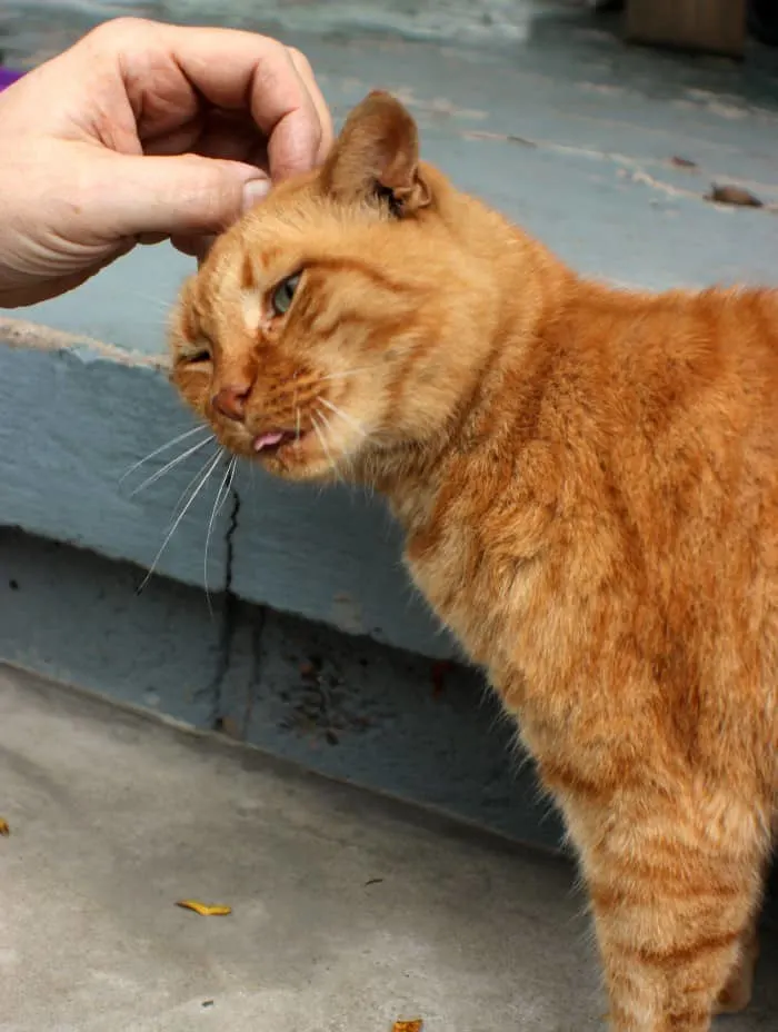 Raising an Outdoor Cat