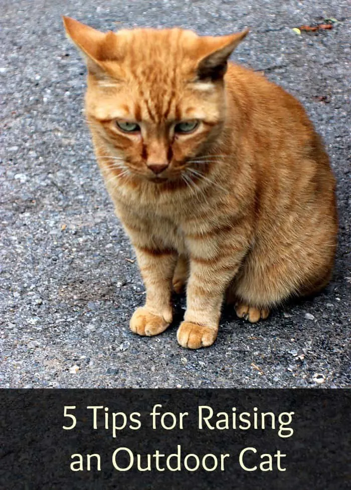 5 Tips for Raising an Outdoor Cat